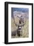 Mule Deer Bucks-Ken Archer-Framed Photographic Print