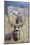 Mule Deer Bucks-Ken Archer-Mounted Photographic Print