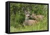 Mule Deer Doe with Fawn-Ken Archer-Framed Stretched Canvas