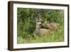 Mule Deer Doe with Fawn-Ken Archer-Framed Photographic Print