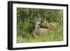 Mule Deer Doe with Fawn-Ken Archer-Framed Photographic Print