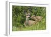 Mule Deer Doe with Fawn-Ken Archer-Framed Photographic Print