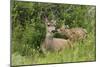 Mule Deer Doe with Fawn-Ken Archer-Mounted Photographic Print