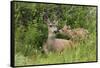 Mule Deer Doe with Fawn-Ken Archer-Framed Stretched Canvas