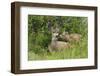 Mule Deer Doe with Fawn-Ken Archer-Framed Photographic Print