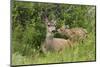 Mule Deer Doe with Fawn-Ken Archer-Mounted Photographic Print
