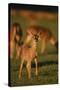 Mule Deer Fawn in Field-DLILLC-Stretched Canvas