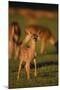 Mule Deer Fawn in Field-DLILLC-Mounted Photographic Print