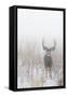 Mule Deer Hides In The Fog On Antelope Island State Park, Utah-Austin Cronnelly-Framed Stretched Canvas