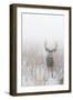 Mule Deer Hides In The Fog On Antelope Island State Park, Utah-Austin Cronnelly-Framed Photographic Print