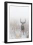 Mule Deer Hides In The Fog On Antelope Island State Park, Utah-Austin Cronnelly-Framed Photographic Print