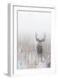 Mule Deer Hides In The Fog On Antelope Island State Park, Utah-Austin Cronnelly-Framed Photographic Print