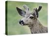 Mule Deer in Velvet-Jeff Tift-Stretched Canvas