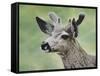 Mule Deer in Velvet-Jeff Tift-Framed Stretched Canvas
