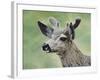 Mule Deer in Velvet-Jeff Tift-Framed Giclee Print