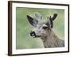 Mule Deer in Velvet-Jeff Tift-Framed Giclee Print