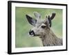 Mule Deer in Velvet-Jeff Tift-Framed Giclee Print