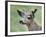 Mule Deer in Velvet-Jeff Tift-Framed Giclee Print