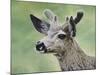 Mule Deer in Velvet-Jeff Tift-Mounted Giclee Print