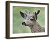 Mule Deer in Velvet-Jeff Tift-Framed Giclee Print