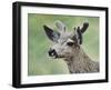 Mule Deer in Velvet-Jeff Tift-Framed Giclee Print