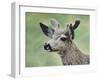 Mule Deer in Velvet-Jeff Tift-Framed Giclee Print