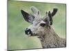 Mule Deer in Velvet-Jeff Tift-Mounted Giclee Print