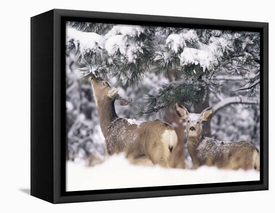 Mule Deer Mother and Fawn in Snow, Boulder, Colorado, United States of America, North America-James Gritz-Framed Stretched Canvas