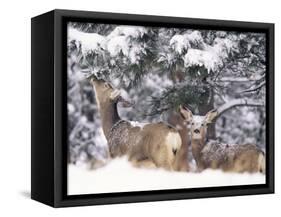 Mule Deer Mother and Fawn in Snow, Boulder, Colorado, United States of America, North America-James Gritz-Framed Stretched Canvas