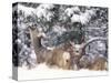 Mule Deer Mother and Fawn in Snow, Boulder, Colorado, United States of America, North America-James Gritz-Stretched Canvas