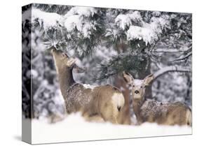 Mule Deer Mother and Fawn in Snow, Boulder, Colorado, United States of America, North America-James Gritz-Stretched Canvas