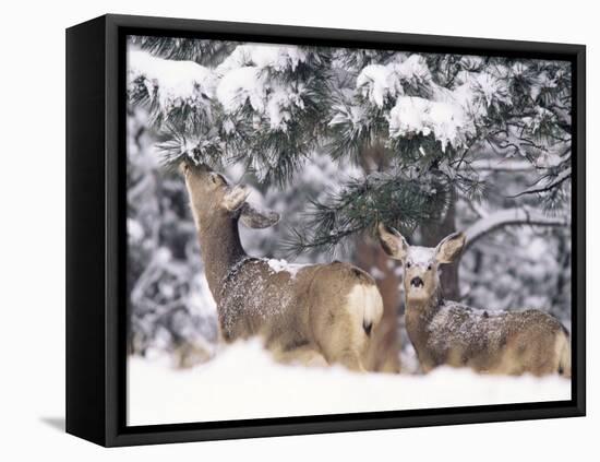 Mule Deer Mother and Fawn in Snow, Boulder, Colorado, United States of America, North America-James Gritz-Framed Stretched Canvas