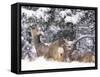 Mule Deer Mother and Fawn in Snow, Boulder, Colorado, United States of America, North America-James Gritz-Framed Stretched Canvas