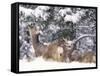 Mule Deer Mother and Fawn in Snow, Boulder, Colorado, United States of America, North America-James Gritz-Framed Stretched Canvas