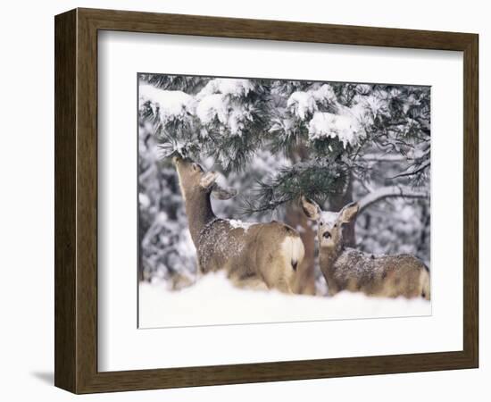 Mule Deer Mother and Fawn in Snow, Boulder, Colorado, United States of America, North America-James Gritz-Framed Photographic Print