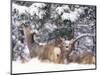 Mule Deer Mother and Fawn in Snow, Boulder, Colorado, United States of America, North America-James Gritz-Mounted Photographic Print