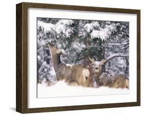 Mule Deer Mother and Fawn in Snow, Boulder, Colorado, United States of America, North America-James Gritz-Framed Photographic Print