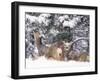 Mule Deer Mother and Fawn in Snow, Boulder, Colorado, United States of America, North America-James Gritz-Framed Photographic Print