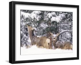 Mule Deer Mother and Fawn in Snow, Boulder, Colorado, United States of America, North America-James Gritz-Framed Photographic Print