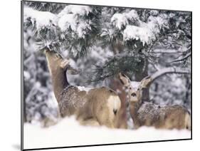 Mule Deer Mother and Fawn in Snow, Boulder, Colorado, United States of America, North America-James Gritz-Mounted Photographic Print