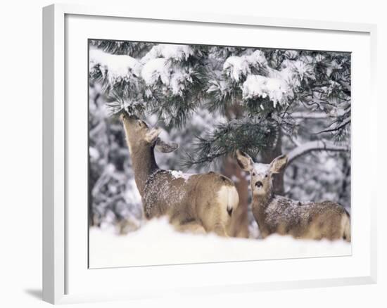 Mule Deer Mother and Fawn in Snow, Boulder, Colorado, United States of America, North America-James Gritz-Framed Photographic Print