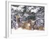 Mule Deer Mother and Fawn in Snow, Boulder, Colorado, United States of America, North America-James Gritz-Framed Photographic Print