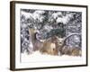 Mule Deer Mother and Fawn in Snow, Boulder, Colorado, United States of America, North America-James Gritz-Framed Photographic Print