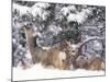 Mule Deer Mother and Fawn in Snow, Boulder, Colorado, United States of America, North America-James Gritz-Mounted Photographic Print