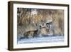 Mule Deer (Odocoileus hemionus) buck and doe bedded-Larry Ditto-Framed Photographic Print