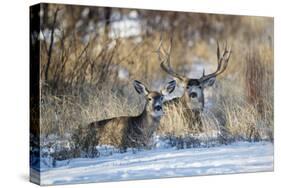 Mule Deer (Odocoileus hemionus) buck and doe bedded-Larry Ditto-Stretched Canvas
