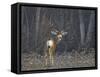 Mule Deer (Odocoileus Hemionus) Buck-James Hager-Framed Stretched Canvas