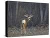 Mule Deer (Odocoileus Hemionus) Buck-James Hager-Stretched Canvas