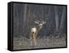 Mule Deer (Odocoileus Hemionus) Buck-James Hager-Framed Stretched Canvas