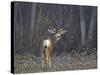 Mule Deer (Odocoileus Hemionus) Buck-James Hager-Stretched Canvas